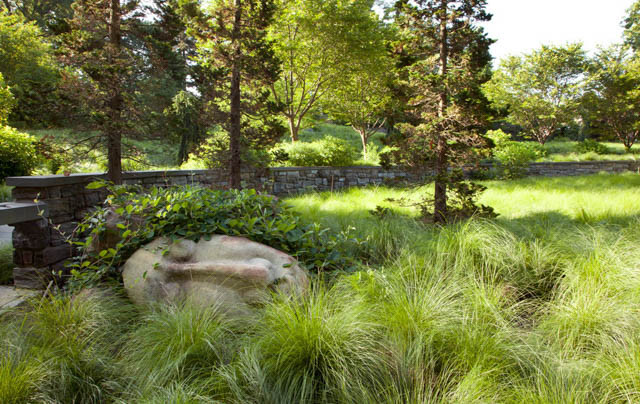 Sporobolus Heterolepis, Prairie Dropseed, Prairie Drop seed, Ornamental Grass