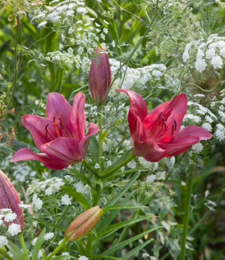 Ammi Visnaga, Toothpick Bishop's Weed, Toothpick Chervil, Toothpick Plant, Visnaga, Khella, Ammi Dilatatum, Apium Visnaga, Carum Visnaga, Daucus Visnaga., False Queen Anne's Lace, Toothpick Weed