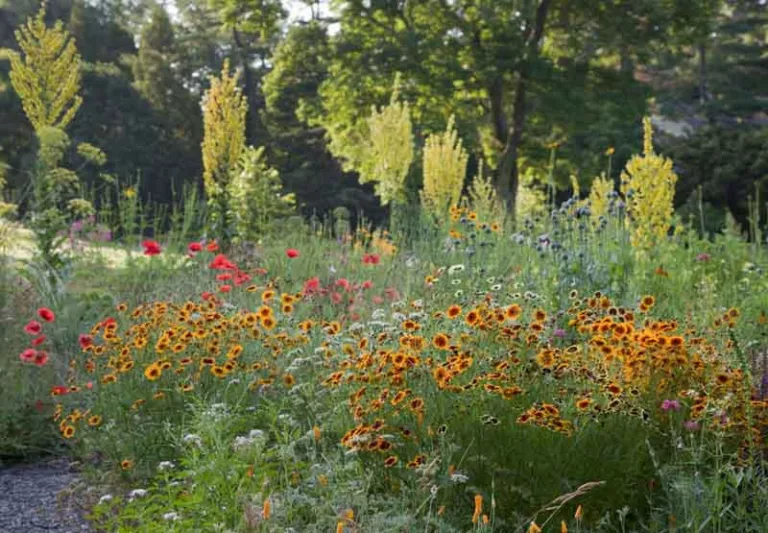 Coreopsis tinctoria, Dyer's Tickseed, Nuttal Weed, Plains Coreopsis, Golden Tickseed, Goldenwave, Calliopsis, Drought tolerant plants, dry soil plants, heat tolerant plants, humidity tolerant plants, yellow flowers