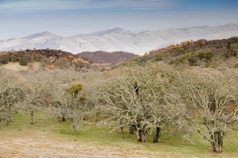 Quercus douglasii, Blue Oak, Iron Oak, Mountain Oak, Tree with fall color, Fall color, Attractive bark Tree, California Native Tree