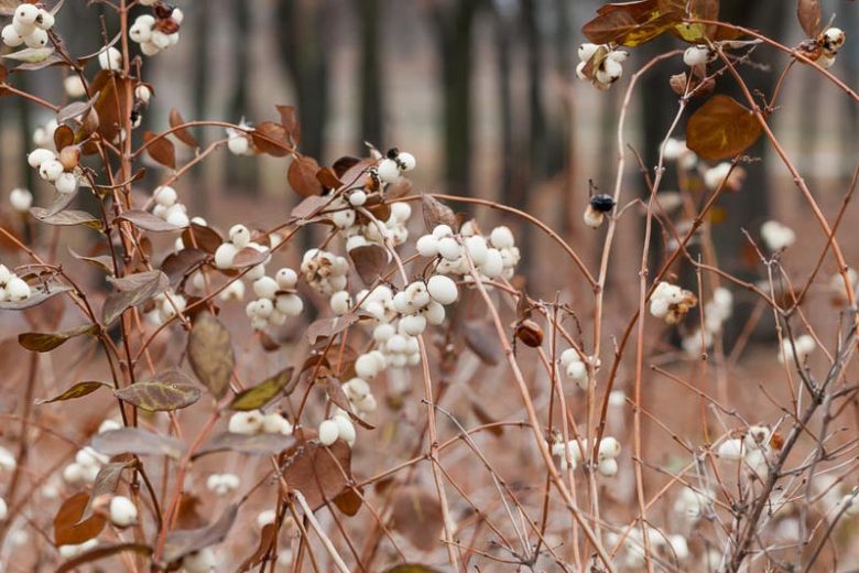 Symphoricarpos Albus, Common Snowberry, Snowberry, Waxberry, Symphoricarpos albus var. albus, Ice Apple, Symphoricarpos pauciflorus, Symphoricarpos racemosus, White Coralberry, White Snowberry,shrubs, fall color, white berries, shrub with berries
