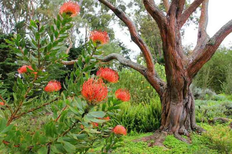 Leucospermum cordifolium, Nodding Pincushion, Heart-Shaped Leaved Pincushion Protea Red Pincushion, Red flowers, Mediterranean shrubs, Evergreen Shrubs, Drought tolerant shrubs