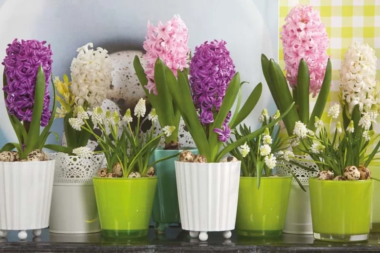 Hyacinthus Orientalis 'Pink Surprise', Hyacinth 'Pink Surprise', Dutch Hyacinth, Hyacinthus Orientalis, Common Hyacinth, Spring Bulbs, Spring Flowers, pink hyacinth,early spring bloomer, mid spring bloo