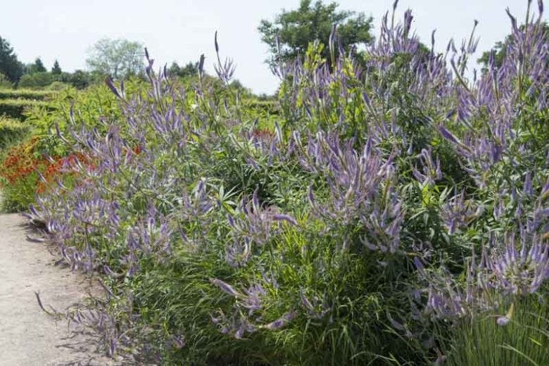 Veronicastrum Virginicum 'Fascination'