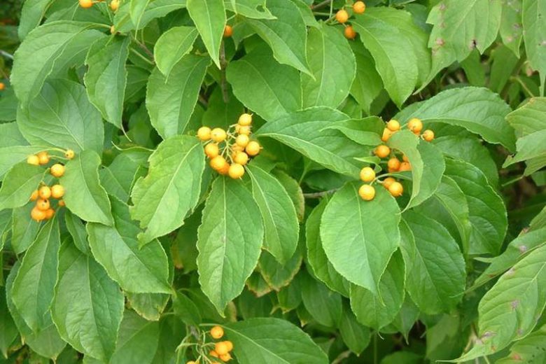 Celastrus scandens, American Bittersweet, Bittersweet, Climbing Bittersweet, False Bittersweet, Shrubby Bittersweet, Waxwork, Orange Vines, Orange Berries