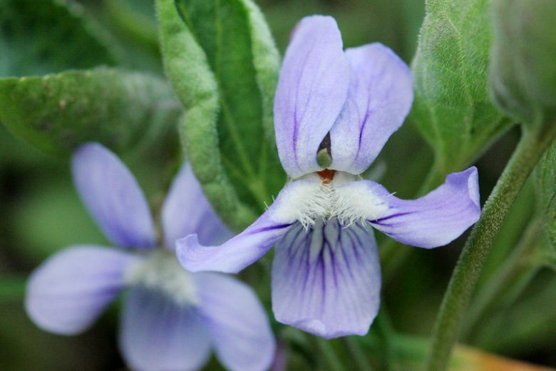 Viola adunca,Hooked-Spur Violet, Western Blue Violet, Western Dog Violet, Early Blue Violet, Sand Violet, Shade plants, shade perennial, violet flowers, plants for shade