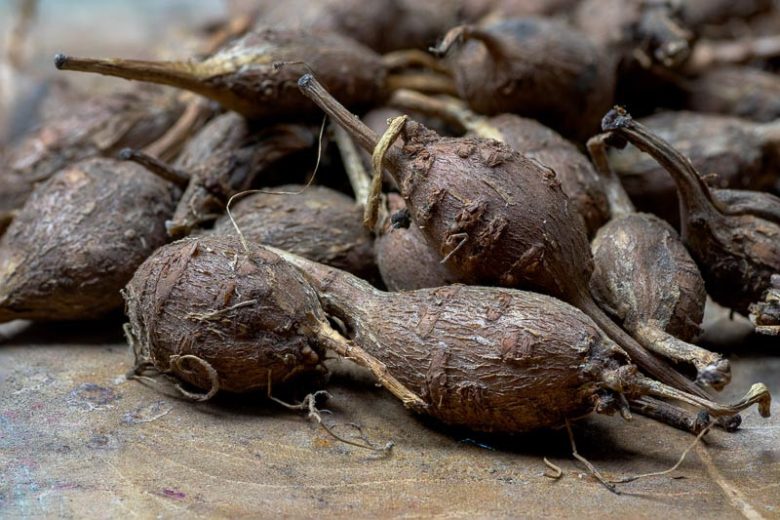 Apios americana, Groundnut, Wild Potato, Indian Potato,  American Hodoimo, American Groundnut, Cinnamon Vine, Hodoimo, Hopniss, Potato Bean, Apios americana var. turrigera, Glycine apios