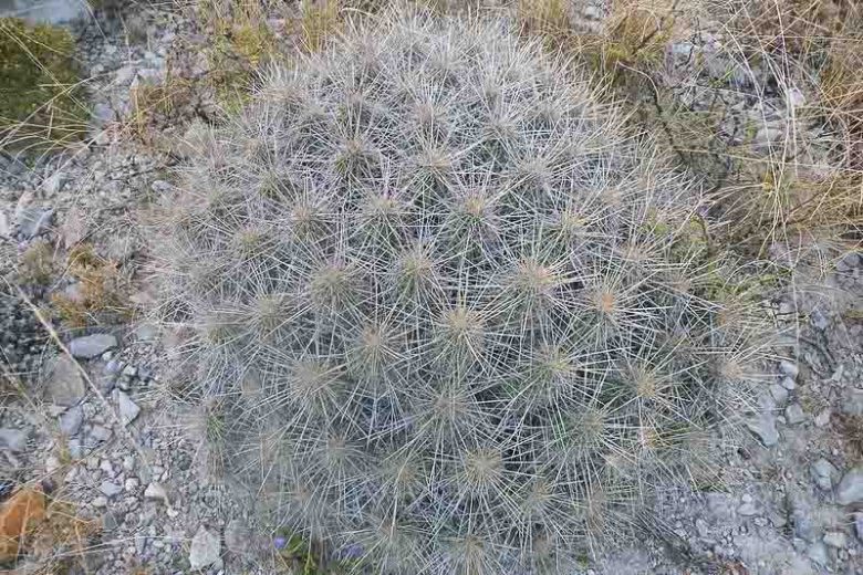 Echinocereus stramineus, Strawberry Hedgehog Cactus, Pitaya, Straw-Colored Hedgehog, Spiny Hedgehog Cactus, Purcuspine Hedgehog-Cactus, Strawberry Cactus, Purple Flowers