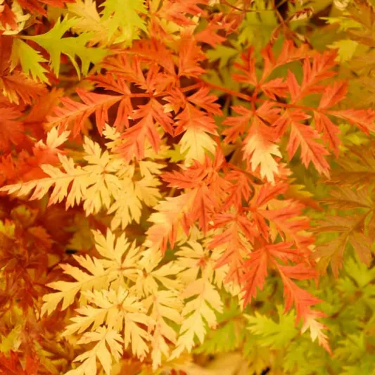 Aruncus aethusifolius, Dwarf Goat's Beard, Aruncus dioicus var. aethusifolius, Astilbe aethusifolius, White Flowers, Shade Plant, Plants for Shade, Plants for wet soils