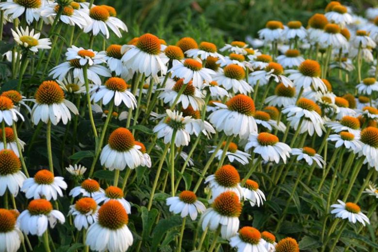 Echinacea 'PowWow White', Echinacea purpurea 'PowWow White', Coneflower 'PowWow White', Echinacea PowWow Series, White coneflower, White coneflowers, White Echinacea, Coneflower, Coneflowers