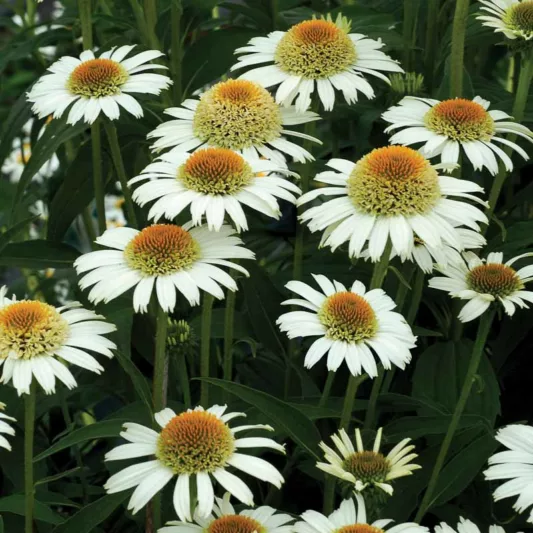 Coneflower Secret Pride, Coneflower 'Secret Pride', Echinacea Purpurea 'Secret Pride' , Double Coneflower, Double Echinacea, White Coneflowers, White Echinacea