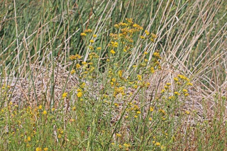Euthamia occidentalis, Western Goldentop, Euthamia californica, Euthamia linearifolia, Solidago occidentalis, Fall perennials, Fall Flowers, Yellow flowers