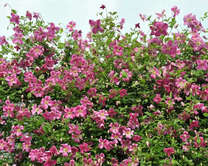 Clematis Pink Mink, Pink Mink Clematis, Clematis Viticella Pink Mink®, Clematis 'Krakowiak', group 3 clematis, Pink clematis, lavender clematis, Viticella clematis