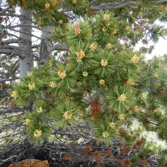 Pinus flexilis, Limber, Evergreen Conifer, Evergreen Shrub, Evergreen Tree,
