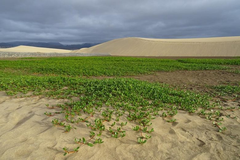 Sesuvium portulacastrum, Shoreline Seapurslane, Sea Purslane, Cenicilla, Portulaca portulacastrum, Ground Cover, Groundcover
