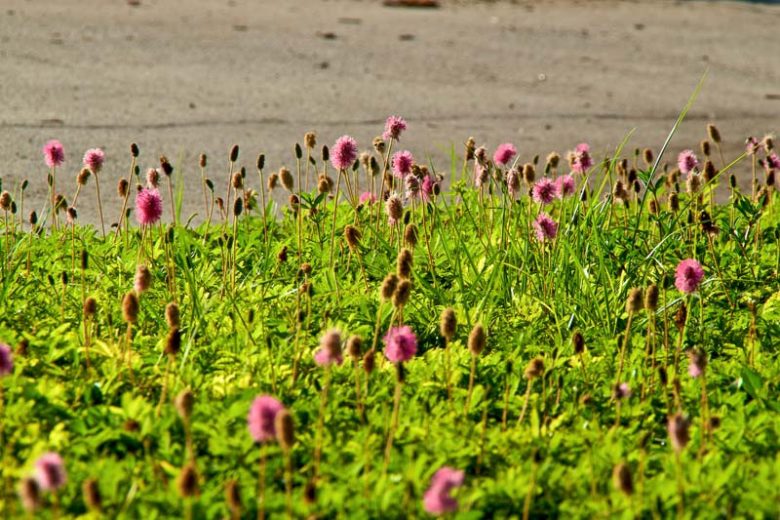 Mimosa strigillosa, Powderpuff, Sunshine Mimosa, Sensitive Plant, Florida Native Vine, Purple Vine