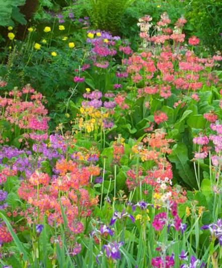 Primula Beesiana, Primrose, Candelabra Primrose, Candelabra Primula, Bee's Primrose, Shade plants, shade perennial, plants for shade, plants for wet soils