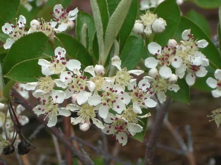 Aronia Arbutifolia Brilliantissima, Red Chokeberry, Red Chokeberry 'Brilliantissima', 'Brilliantissima' Chokeberry, Photinia pyriflolia
