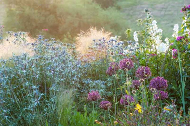 Allium 'Firmament', Ornamental Onion 'Firmament', Ornamental Garlic 'Firmament', Spring Bulbs, Spring Flowers,Giant Onions, Purple flowers