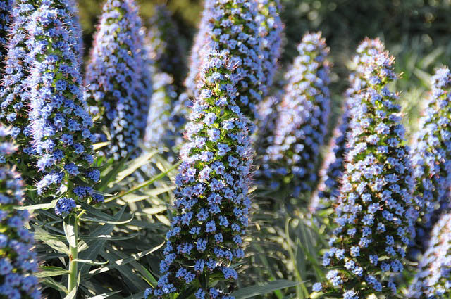 Pride of Madeira, Echium Candicans, Echium Fastuosum, Drought tolerant plants, Summer blooms, Deer resistant Plant, coastal plants, Seaside Plants