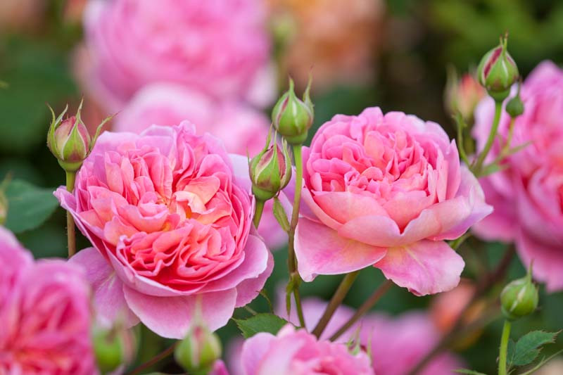 Rose Boscobel, English Roses, David Austin, Shrub Roses, Great Roses, Top Roses, Climbing Roses, Fragrant Roses