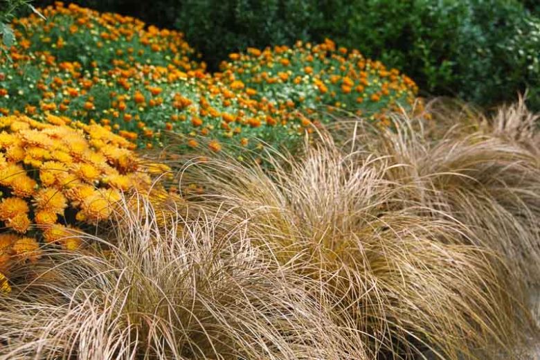 Carex Flagellifera, Weeping Brown Sedge, Mophead Sedge, Glen Murray Tussock Sedge, Carex Flagellaris 'Cyperacea', Orange Hair Sedge, Carex Lucida, Ornamental grasses, Ornamental grass, Decorative grasses, grasses, perennial grasses