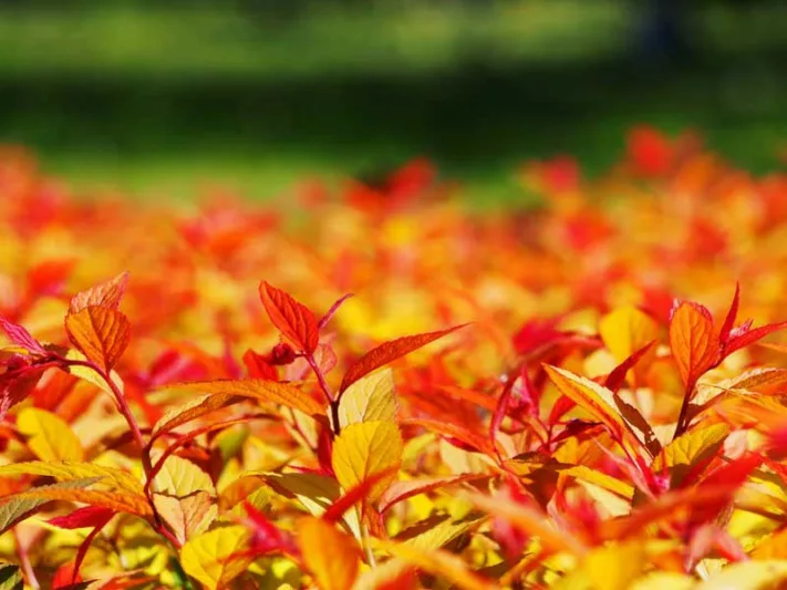 Spiraea japonica 'Goldflame', Spiraea japonica 'Goldflame', Japanese Spiraea 'Goldflame', Spiraea x bumalda 'Goldflame', Goldflame Spiraea, Goldflame Japanese Spiraea, Yellow Spiraea, Pink Flowers