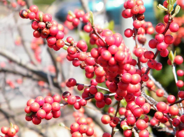 Ilex Verticillata, Winterberry, red berries, evergreen shrub, American winterberry, Aquifoliaceae, Berry, holly, Ilex, winter shrub, Ilex aquifolium,Japanese holly, Ilex crenata, Ilex × meser