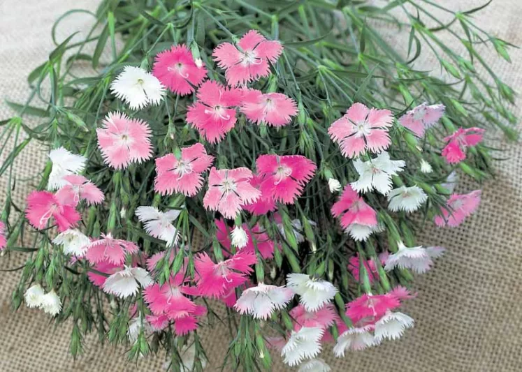 Dianthus First Love, Cheddar Pink First Love, Clove Pink First Love, Pink Dianthus, Pink Flowers