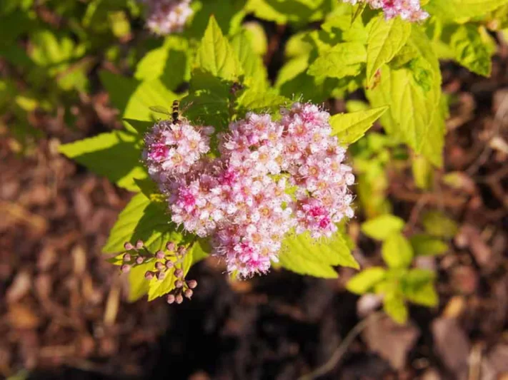 Spiraea japonica 'Gold Mound', Japanese Spiraea 'Gold Mound', Japanese Spiraea 'GoldMound', Spiraea x bumalda 'Gold Mound', Goldmound Spiarea, Gold Mound Japanese Spiraea, Golden Spiraea, Yellow Spiraea, Pink Flowers