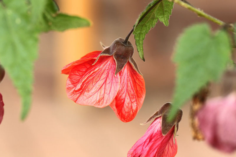Abutilon, Trailing Abutilon, Flowering Maple, Brazillian Bell-Flower, Abutilon megapotamicum, Abutilon striatum, Abutilon pictum, evergreen shrub, Chinese Lanterns