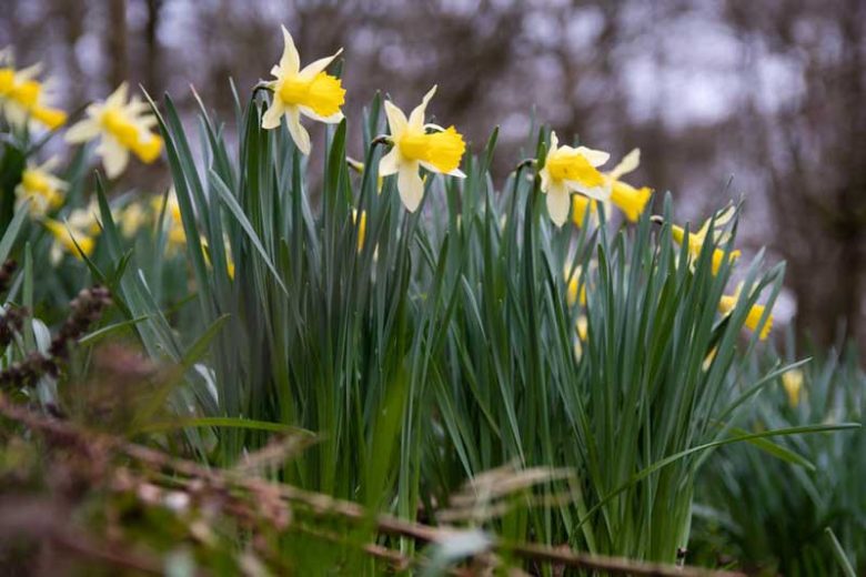 Narcissus pseudonarcissus,Wild Daffodil, Lent Lily, Averill, Bell Rose, Bulrose, Chalice Flower, Common Daffodil, Daffy-Down-Dilly, Eggs and Bacon, Lent Cock, Lent Rose, Trumpet Narcissus, Yellow Crowbell, Spring Bulbs, Spring Flowers, early spring daffodil, mid spring daffodil