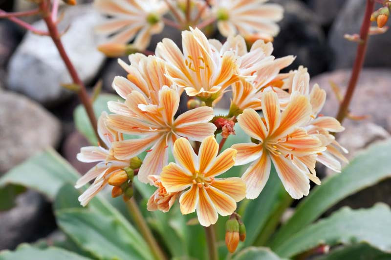 Lewisia. Lewisia cotyledon, lewisia tweedyi, Siskiyou Lewisia, Cliff Maids, hardy succulent, evergreen perennial, Alpine wildflowers, Rock Garden Flowers