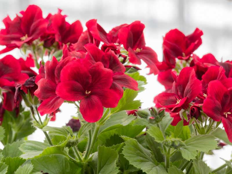 Pelargonium, Geranium, Zonal Geranium, Ivy-leaved Geranium, Regal Geranium, Angel Geranium, Scented Geranium