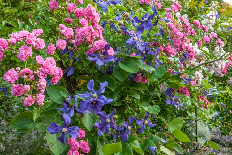 Clematis × durandii, Durand's Clematis, Small-Flowered Clematis , group 3 clematis, purple clematis, blue clematis, Clematis Vine, Clematis Plant, Flower Vines