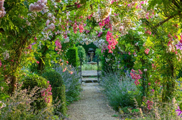 Rose 'Princesse Louise', 'Princesse Louise', Rosa 'Princesse Louise', Climbing Rose 'Princesse Louise', Climbing Rose 'Princess Louise', Climbing Roses, Rambler Roses, White Roses, Pink roses, fragrant roses, Hybrid Sempervirens Roses
