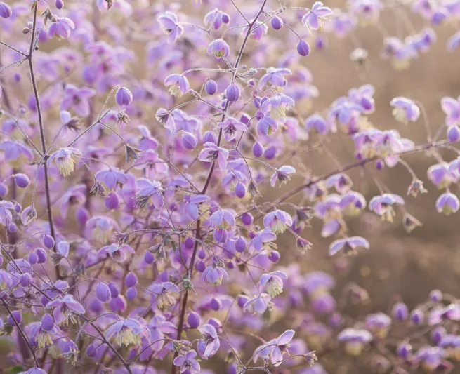 Thalictrum delavayi, Meadow Rue, Lavender Mist, Giant Meadow Rue, Chinese Meadow Rue, Yunnan Meadow Rue, lavender flowers, purple flowers, see through plant, perennial, perennial plant, perennials