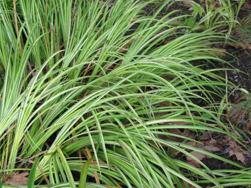Acorus, sweet flag, calamus, Japanese Sweet Flag, Acorus Gramineus, Acorus calamus,