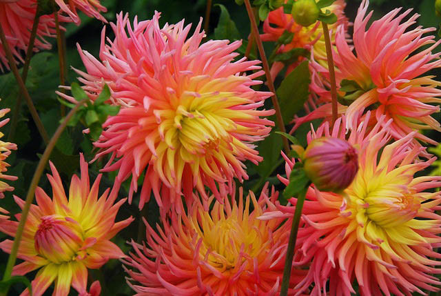 Dahlia 'Alfred Grille', 'Alfred Grille' Dahlia, Cactus Dahlias, Bicolor Dahlia Flowers, Pink Dahlias, Orange Dahlias, yellow Dahlias, Dahlia Tubers, Dahlia Bulbs, Dahlia Flower, Dahlia Flowers, summer bulbs