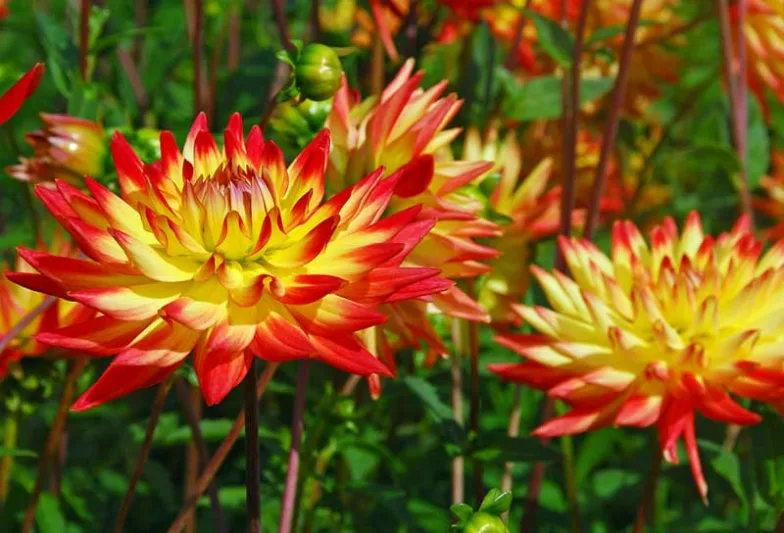 Dahlia 'Bridge View Aloha', Dahlia 'Bridgeview Aloha, 'Bridge View Aloha' Dahlia, 'Bridgeview Aloha' Dahlia, Semi-Cactus Dahlias, Cactus Dahlias, Bicolor Dahlia Flowers, Red Dahlias, Yellow Dahlias,Dahlia Tubers, Dahlia Bulbs, Dahlia Flower, Dahlia Flower