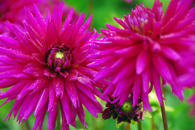 Dahlia 'Ambition', 'Ambition' Dahlia, Cactus Dahlias, Semi-Cactus Dahlias, Purple Dahlia Flowers, Dahlia Tubers, Dahlia Bulbs, Dahlia Flower, Dahlia Flowers, summer bulbs