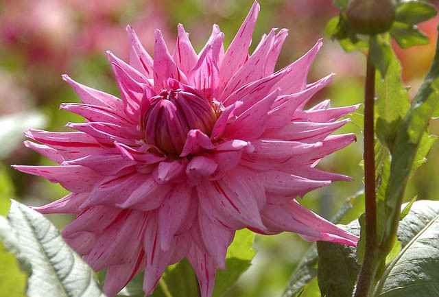Dahlia 'American Dream','American Dream' Dahlia, Semi-Cactus Dahlias, Dinner Plate Dahlias, Pink Dahlia Flowers, Dahlia Tubers, Dahlia Bulbs, Dahlia Flower, Dahlia Flowers, summer bulbs