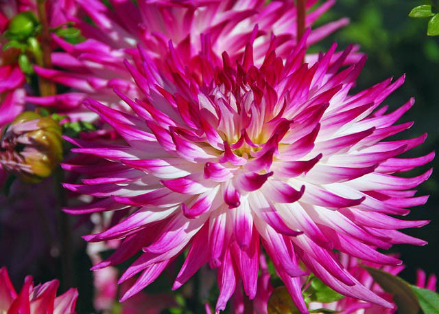 Dahlia 'Dutch Explosion', 'Dutch Explosion' Dahlia, Cactus Dahlias, Bicolor Dahlia Flowers, Purple Dahlias, Dahlia Tubers, Dahlia Bulbs, Dahlia Flower, Dahlia Flowers, summer bulbs