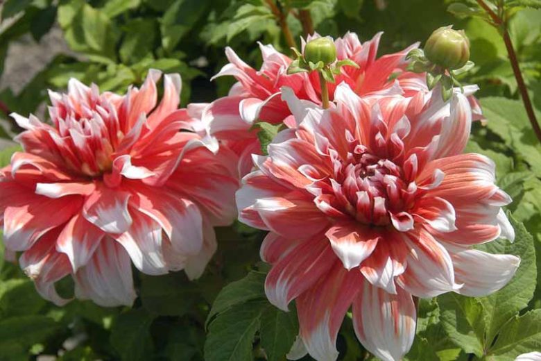 Dahlia 'Frost Nip', 'Frost Nip' Dahlia, Decorative Dahlias, Dinner Plate Dahlias, Dinnerplate Dahlias, Giant Dahlias, Bicolor Dahlias, Red Dahlias, Pink Dahlias, Dahlia Tubers, Dahlia Bulbs, Dahlia Flower, Dahlia Flowers, summer bulbs