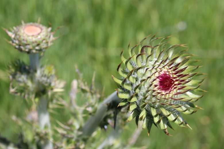 Cirsium occidentale, Cobwebby Thistle, Western Thistle, perennial plant, perennial plants, Purple flowers, Pink flowers
