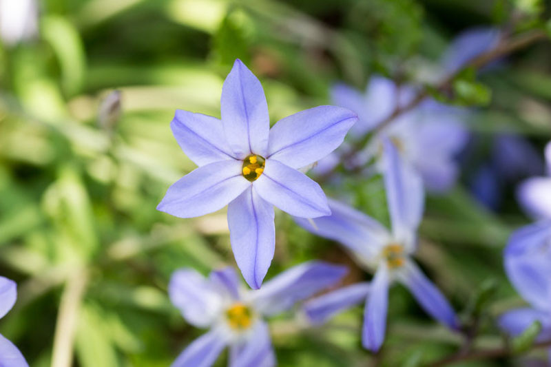 Ipheion, Ipheion uniflorum, Spring Starflower, Starflower, Springstar, spring flowers, white flowers, blue flowers