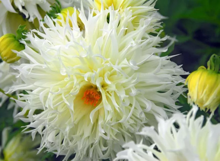 Dahlia 'Tsuku Yori No Shisha','Tsuku Yori No Shisha' Dahlia, Laciniated Dahlias, Fimbriated Dahlias, White Dahlia Flowers, Dahlia Tubers, Dahlia Bulbs, Dahlia Flower, Dahlia Flowers, summer bulbs