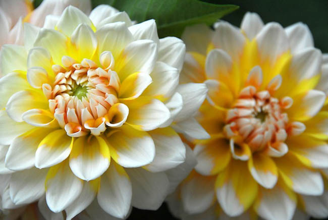 Dahlia 'Seattle', 'Seattle' Dahlia, Decorative Dahlias, Dinner Plate Dahlias, Dinnerplate Dahlias, Giant Dahlias, Bicolor Dahlias, White Dahlias, Yellow Dahlias, Dahlia Tubers, Dahlia Bulbs, Dahlia Flower, Dahlia Flowers, summer bulbs