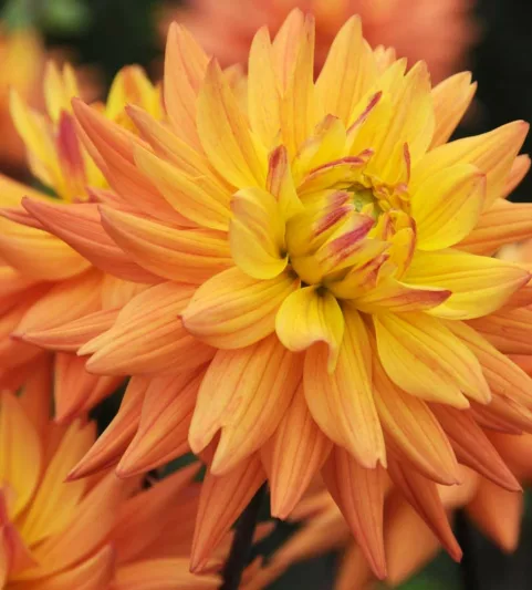 Dahlia 'Karma Corona', 'Karma Corona' Dahlia, Semi-Cactus Dahlias, Yellow Dahlias, Orange Dahlias, Karma Dahlias, Dahlia Tubers, Dahlia Bulbs, Dahlia Flower, Dahlia Flowers, summer bulbs