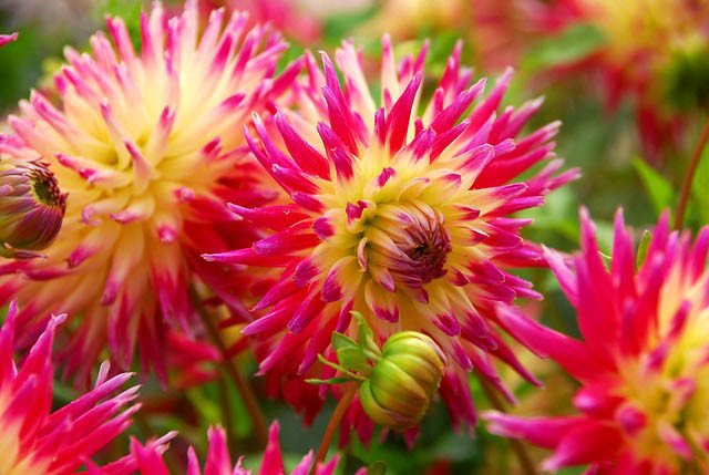 Dahlia 'Tahiti Sunrise', 'Tahiti Sunrise' Dahlia, Semi-Cactus Dahlias, Cactus Dahlias, Bicolor Dahlia Flowers, Red Dahlias, Yellow Dahlias,Dahlia Tubers, Dahlia Bulbs, Dahlia Flower, Dahlia Flowers, summer bulbs